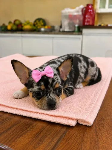 Chihuahua Fêmea 
