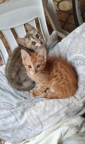Adoção conjunta gatos filhotes macho e fêmea 3 meses