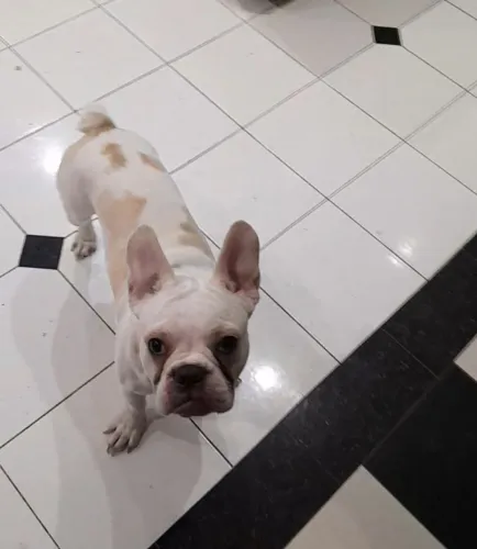 Vendo lindo filhote de buldogue francês,  10 meses, vermifugado, 1 dose v8, pedigree. 