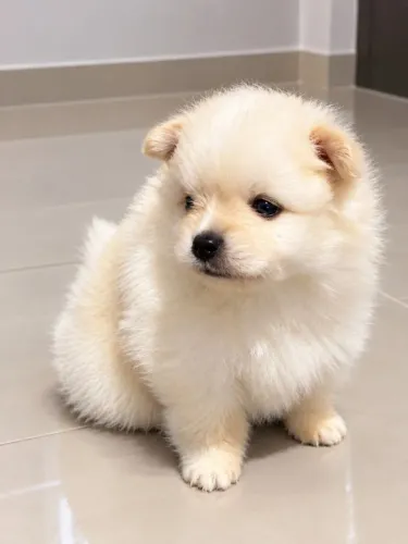 Filhote de Lulu da Pomerânia