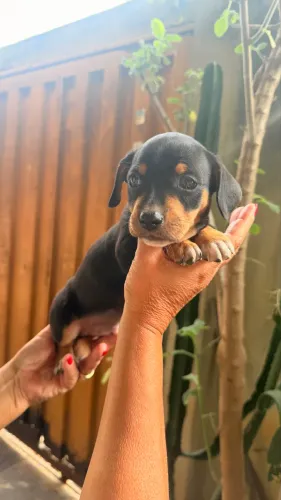 Filhote macho de Salsicha /Daschund / Basset