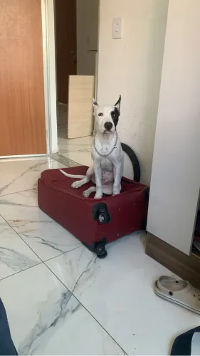 Doação cachorro
