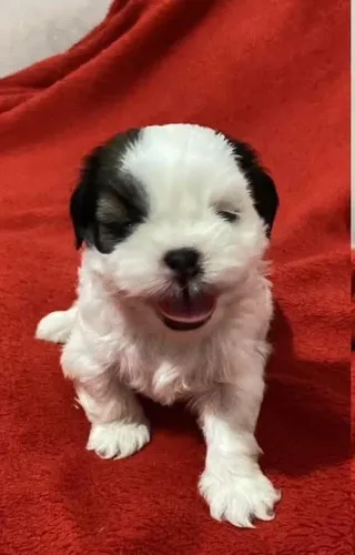 Shih-Tzu fêmea filhote
