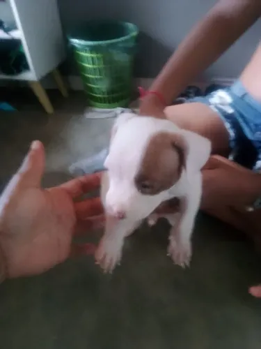Vendo um filhote de Pit Bull macho