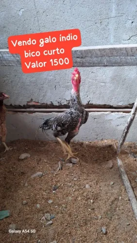 Galo índio bico curto 