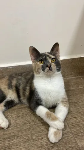 Gata para adoção 