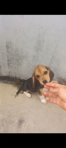 Beagle inglês machos