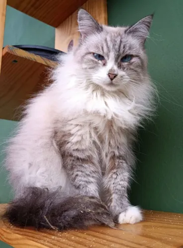 Doação de linda gatinha