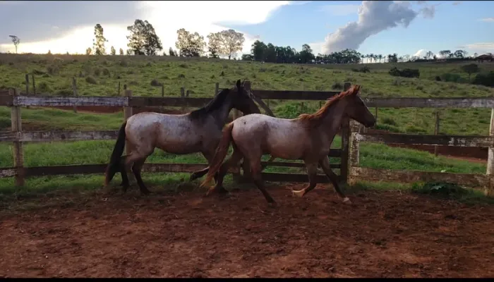 Potros Mangalarga 