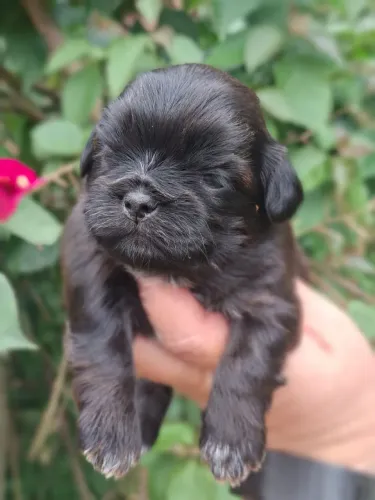Linda bebe shitzu negra 