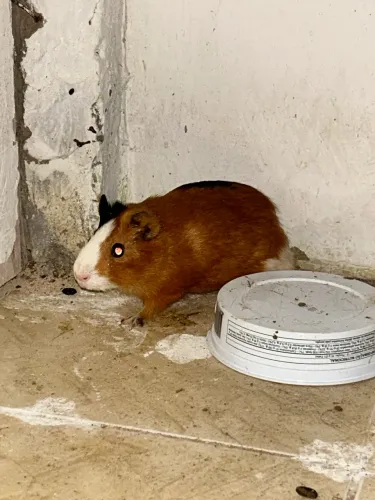 2 Porquinhos da índia fêmeas