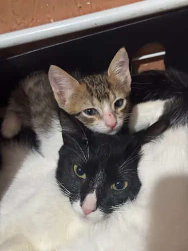 Gatinhos filhotes para adoção