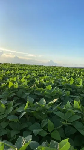 fazenda de 960 alqueirão, 3000 mil ha de lavoura,