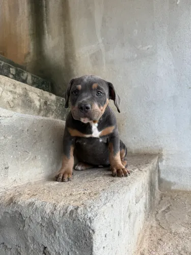 Filhote fêmea de american Bully 