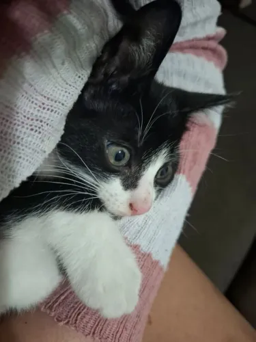 Estão se dando 2 lindos gatinhos em adoção, por motivo de viagem, eles comem sozinhos. 