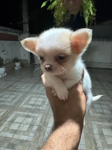 Chihuahua fêmea pelo longo