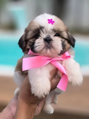 Princesinha linda shih tzu