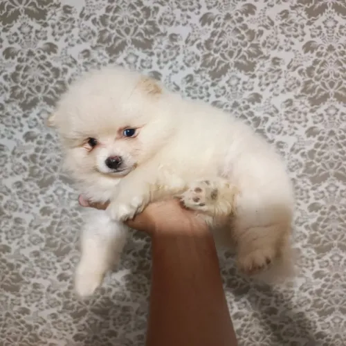 Filhotes de Lulu da Pomerania anão 