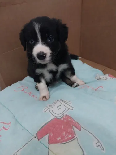 Filhote Fêmea Tricolor Border Collie 