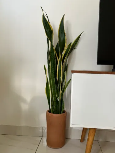 Plantas 