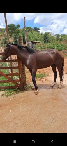 Cavalo dois em um marcha picada e de carroça. 