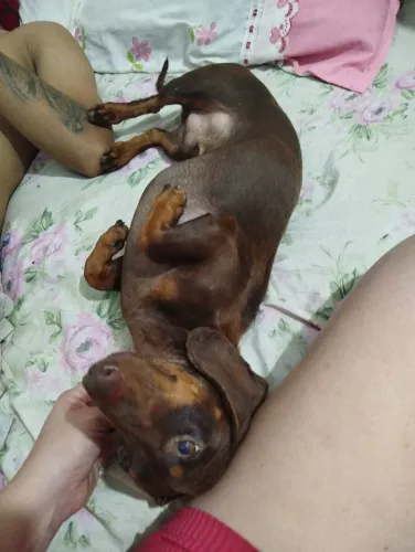 Cachorrinho da raça dachuand na cor chocolate mais conhecido como salsichinha