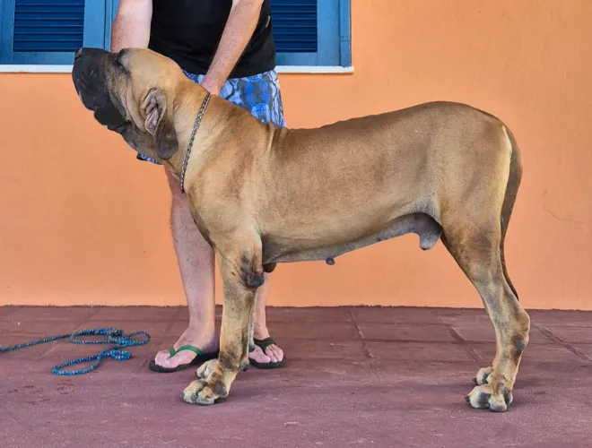 Fila Brasileiro pra quem exige qualidade 