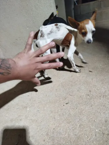 Pincher 0