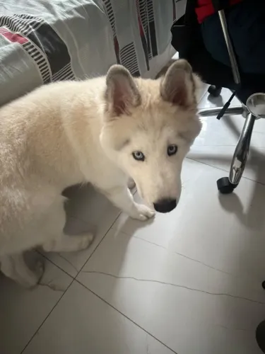 FILJHOTE DE HUSKY SIBERIANO