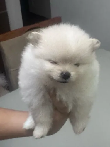 LULU DA POMERÂNIA (Fêmea)
