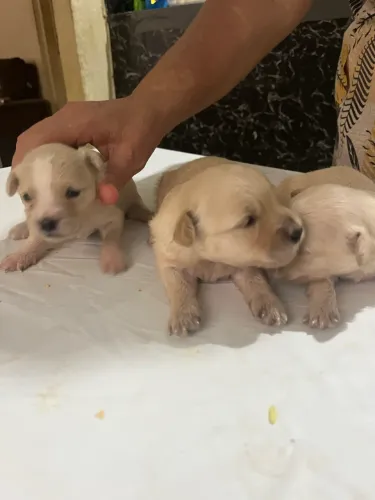 Cachorro puldo 