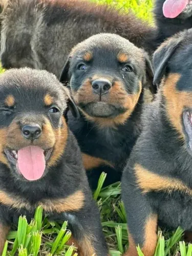Rottweiler Seu novo parceiro de sonecas e aventuras está aqui