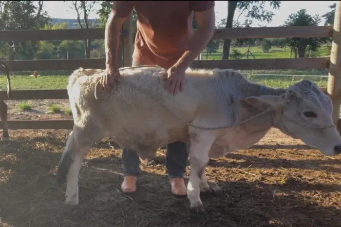Mini, bezerro e Bezerra 