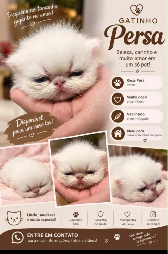 Vendo gato persa