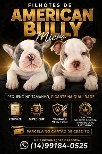 American Bully Micro