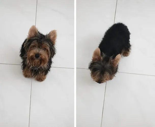 Vendo Yorkshire macho 9 meses