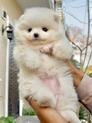 Spitz Alemão lindo demais