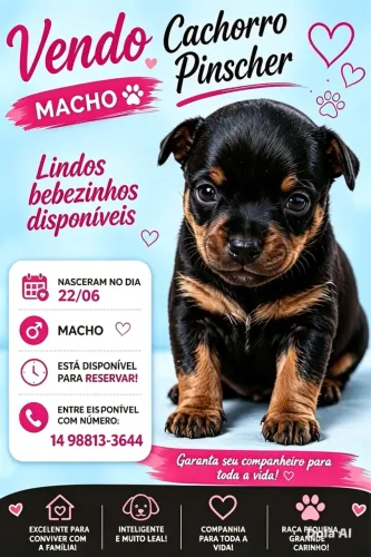 Pinscher 