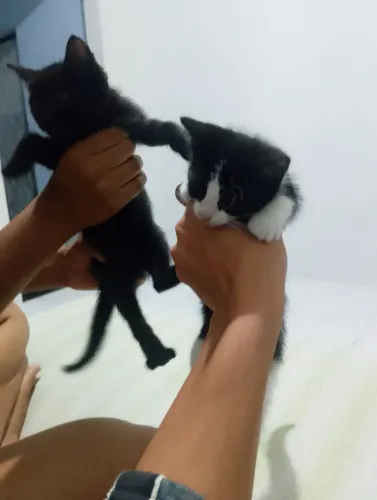 Filhotes de gato machos para doação