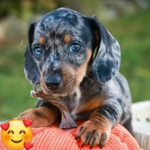 Basset Dachshund Filhotes Alerquins Diferenciados.