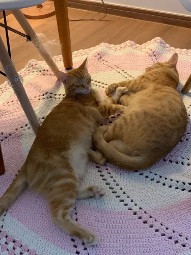 Gatinhos para adoção