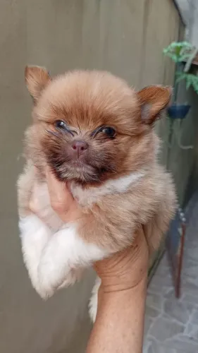 Filhote mix shitzu com lulu Pomerânia
