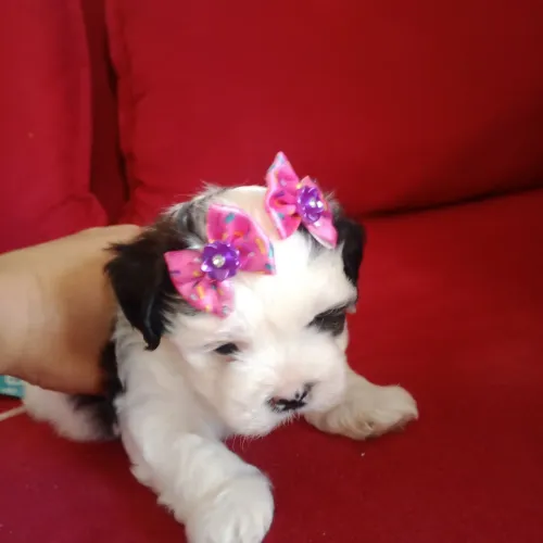 Casal de Shih-Poo