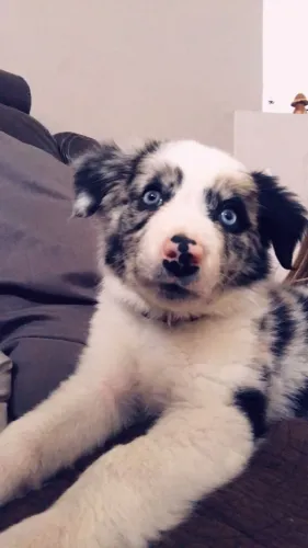 Filhote de Border Collie - Pequenas Patinhas Prontas Para Fazer Sorrir