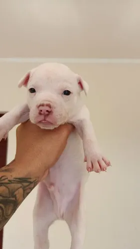Filhote de Pitbull Macho