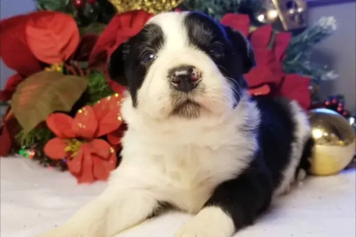Filhotes de Border Collie | Companheiro que ilumina tudo.