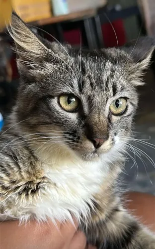 Doação de Gatinha