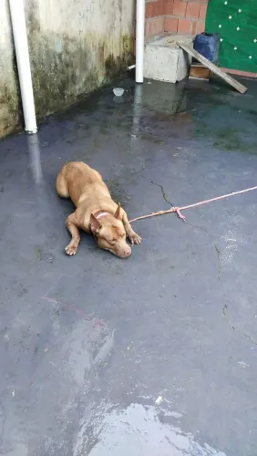 Pitbull fêmea 