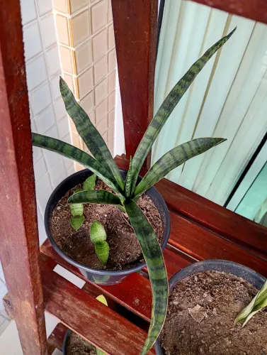 Sansevieria Parva ( Rara ) 