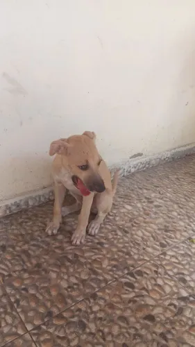 Cachorro para adoção responsável